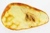 Two Fossil Leafhoppers (Cicadellidae) In Baltic Amber - Mate Guard! #325298-1